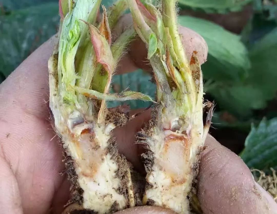 草莓技术篇病害何其多死苗不断青枯病断脖子病