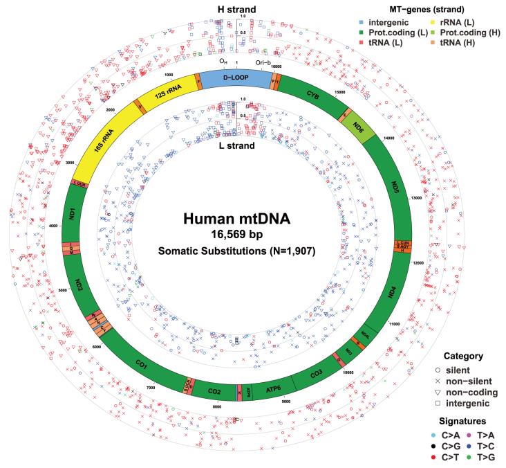 原创线粒体叶绿体基因组测序派森诺