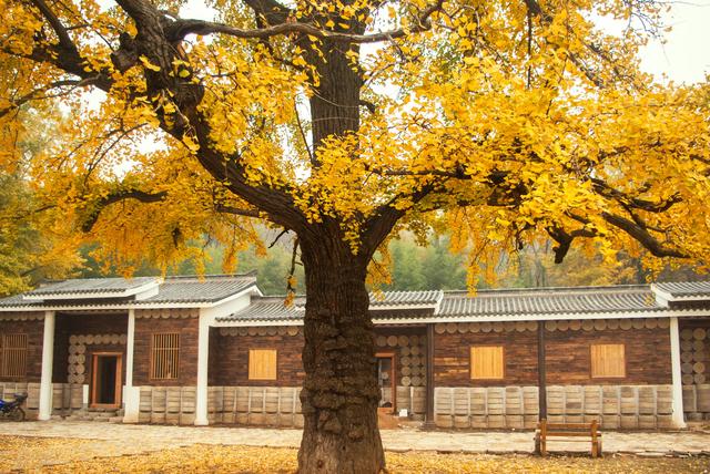 【弓】:绿沉,白间,远望,忘归,锁云,白羽.