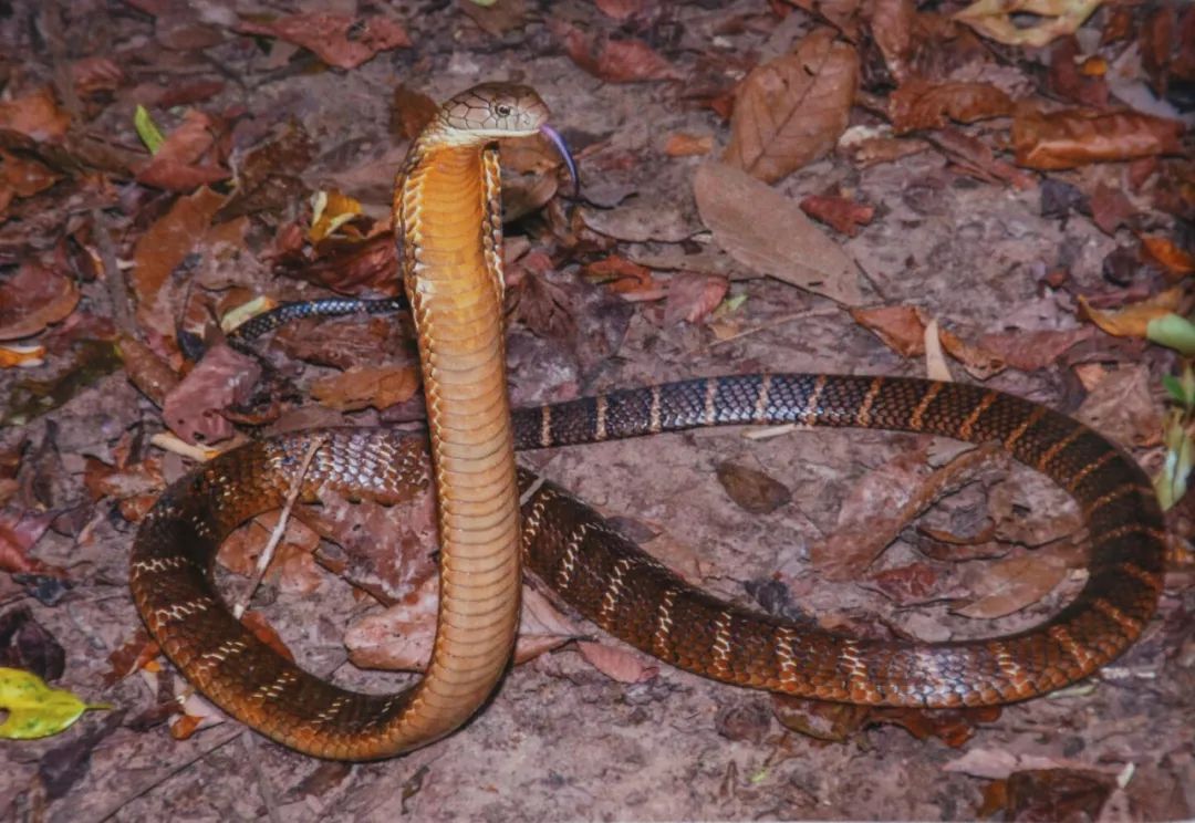 眼镜王蛇1999图片