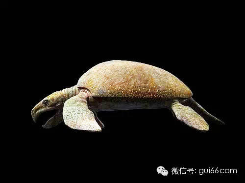 你知道吗龟的祖先是皮包骨
