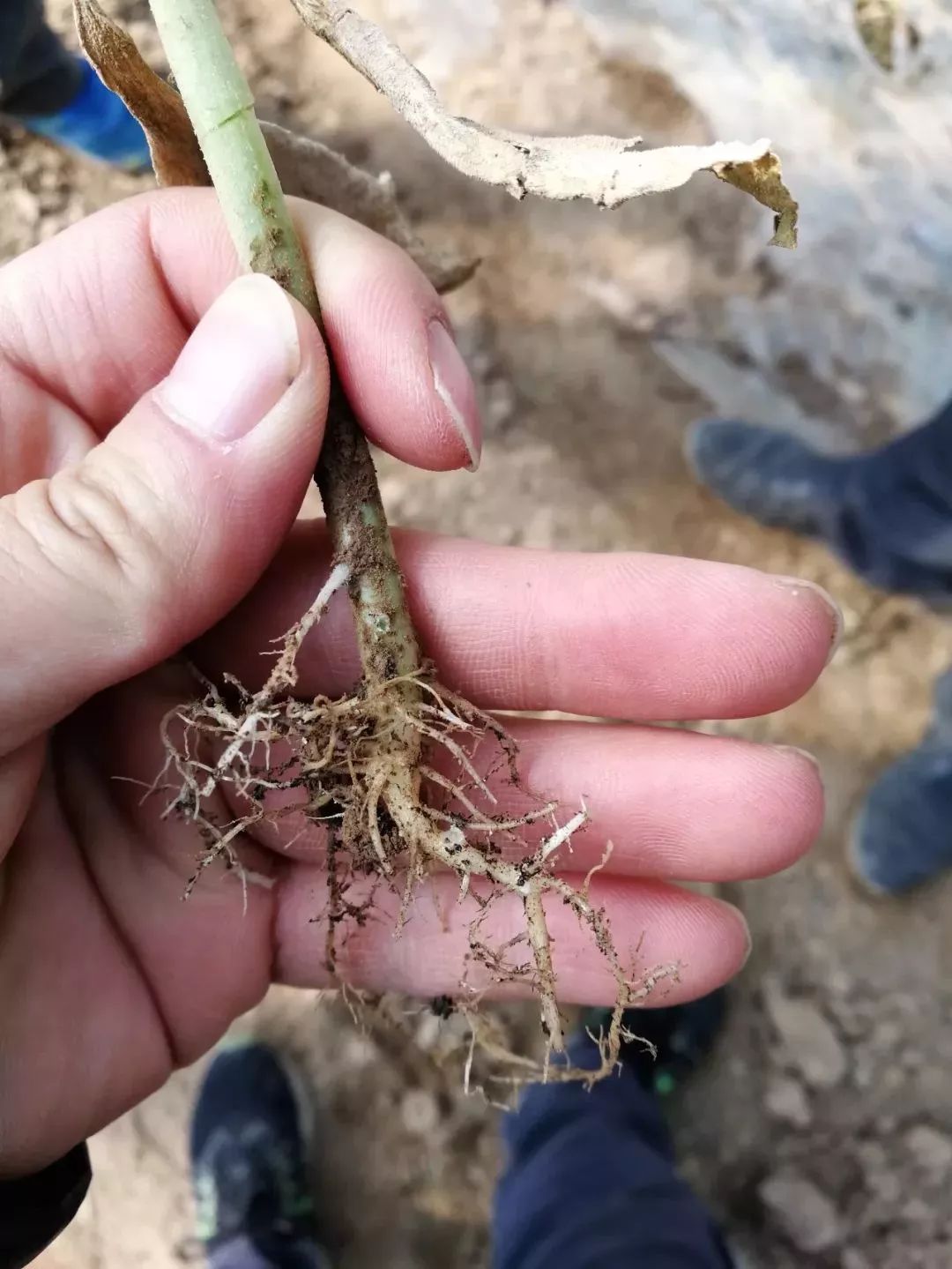 西瓜定植和缓苗期该注意哪些问题?这些误区你还在犯吗_土壤