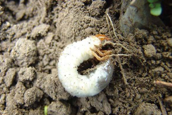 种植花生这种地下害虫很常见能吃食花生果很多农户容易忽视