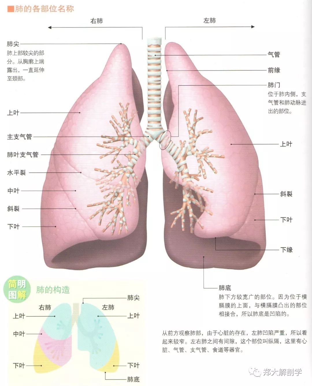 胸腔结构图器官图片