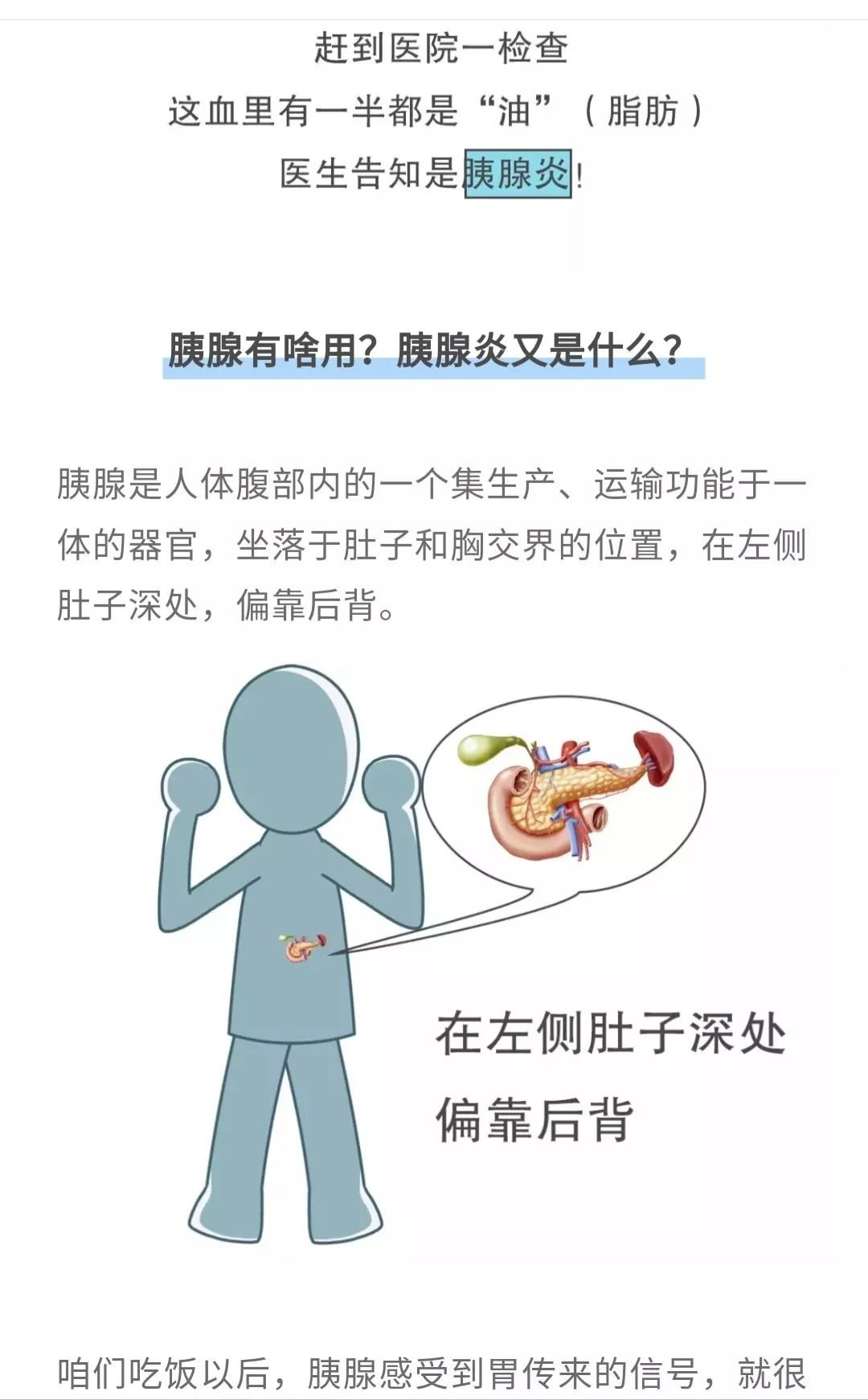 胰腺是起什么作用图片