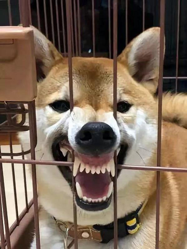 狗龇牙的图片丑的图片