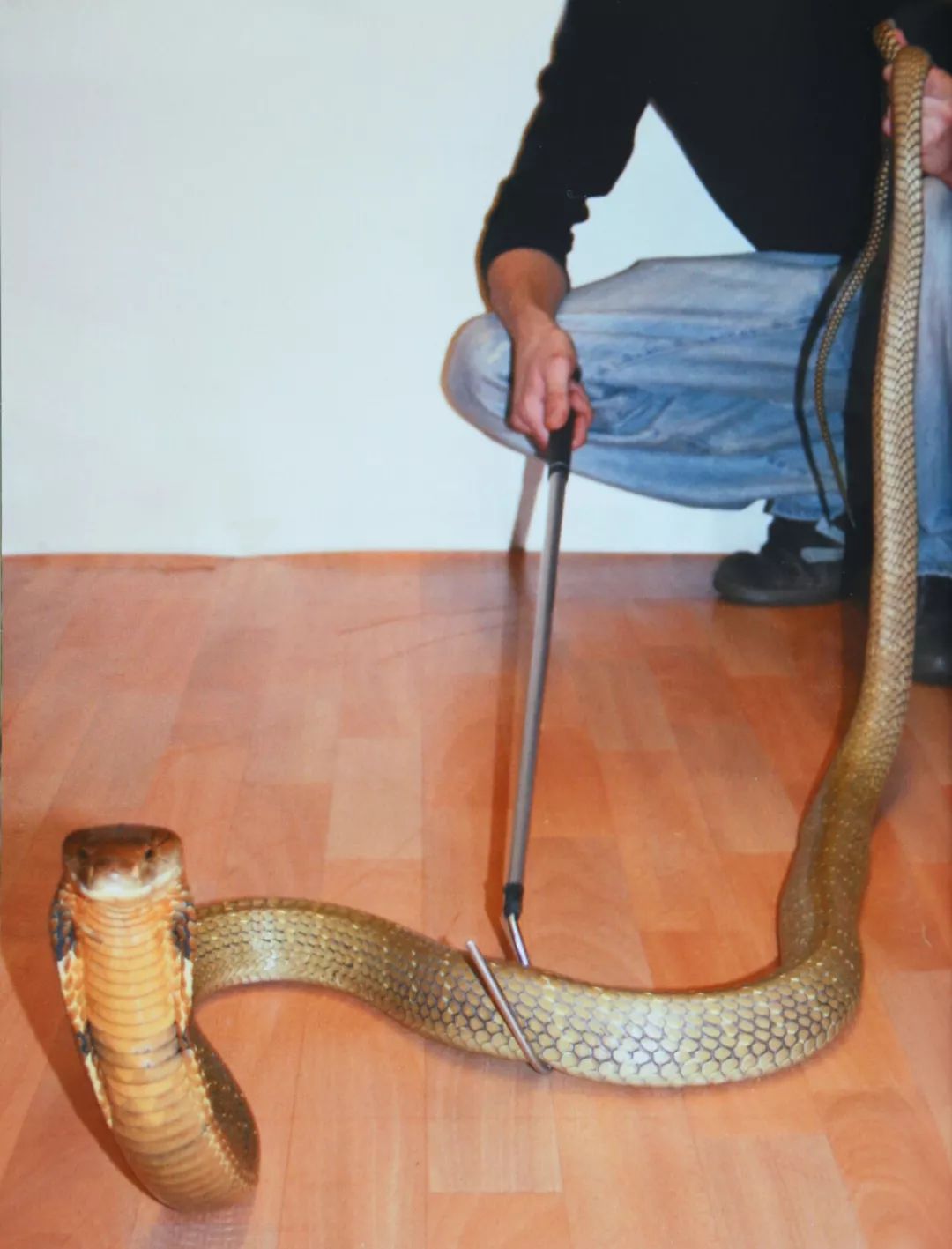 蛇中之王--眼镜王蛇的科普,饲养笔记与人工繁育_成年