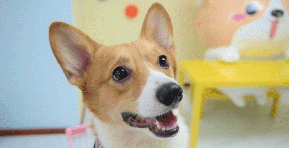 无处不是萌点的柯基,配上竖立的大耳朵简直就是一个可爱的小精灵.