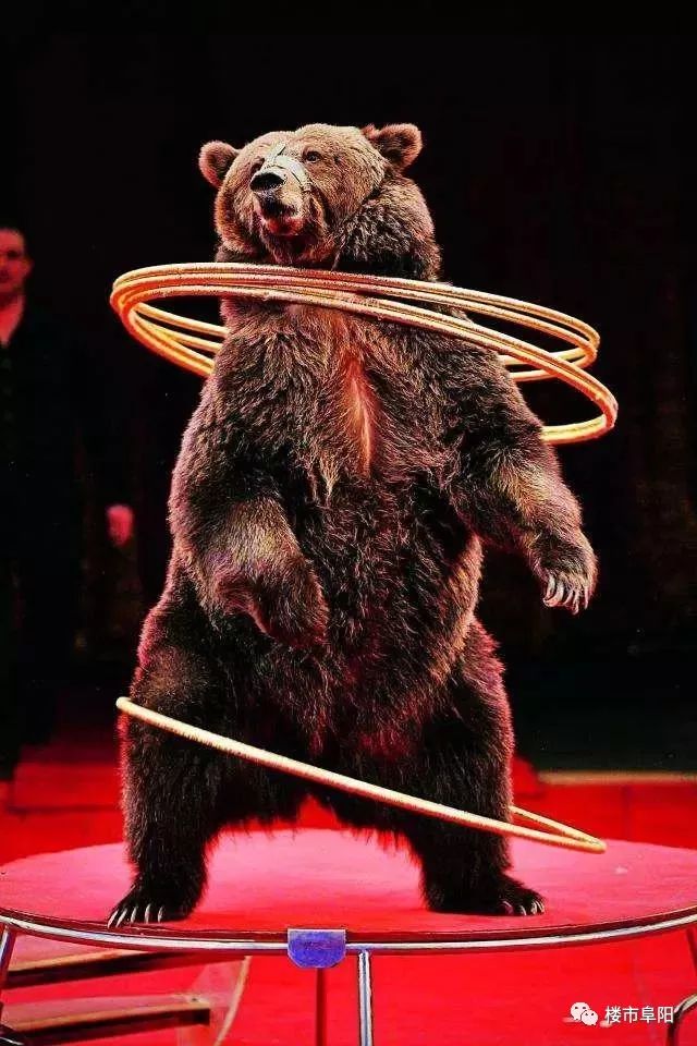 真实版熊出没真实版熊出没惊喜上演翻跟头,耍大刀,颠覆你对大笨熊