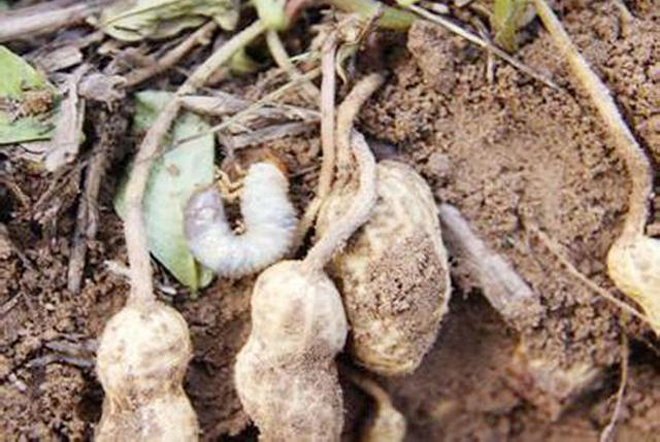 种植花生这种地下害虫很常见能吃食花生果很多农户容易忽视