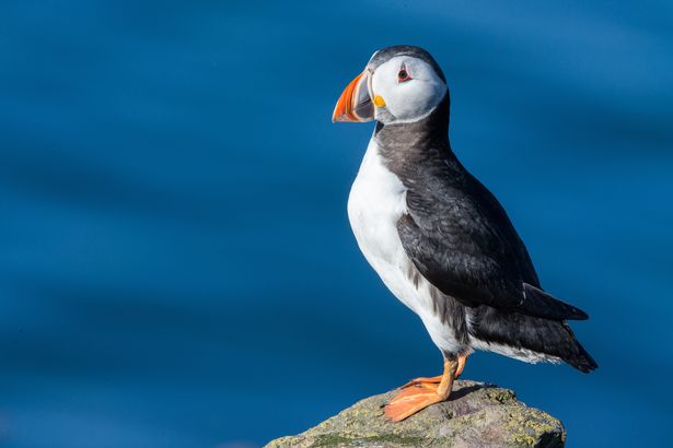 气候变化导致英国海雀数量骤降至灾难性低点