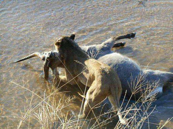 狮子猎杀了羚羊就遇到大难题不知道怎么吃