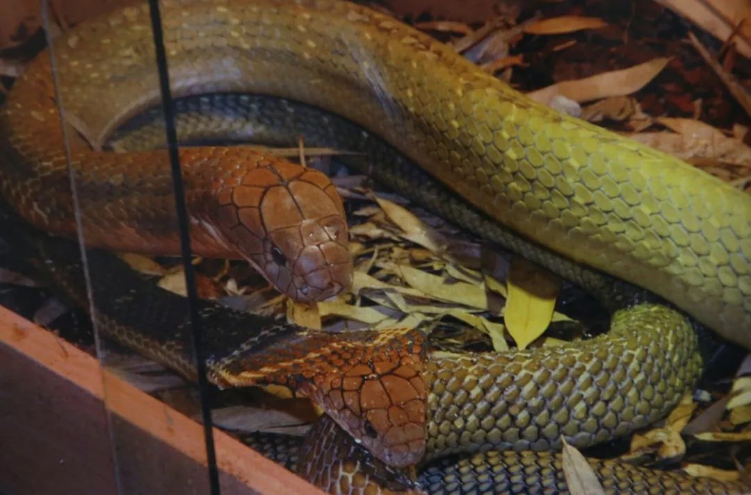 世界上最大的眼镜王蛇图片