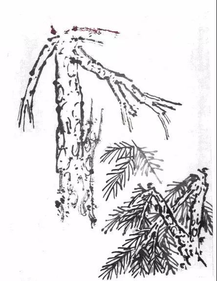 马尾松的画法图例