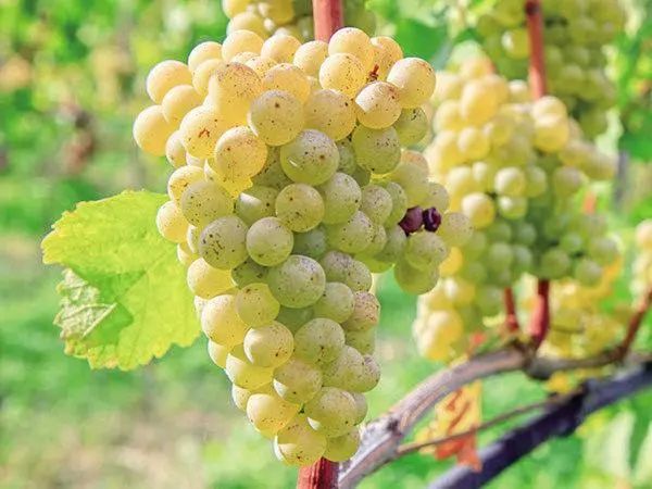 浅谈白葡萄品种长相思