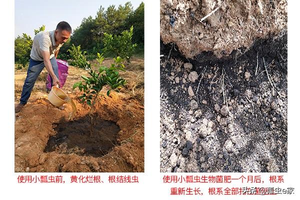 小瓢虫案例展现江西赣州地区柑橘根结线虫治疗方法柑橘烂根怎么治疗
