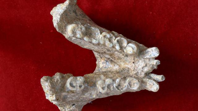 80多年前中国发现“龙牙”，3米高巨猿已灭绝，现在的猩猩和它有关_化石