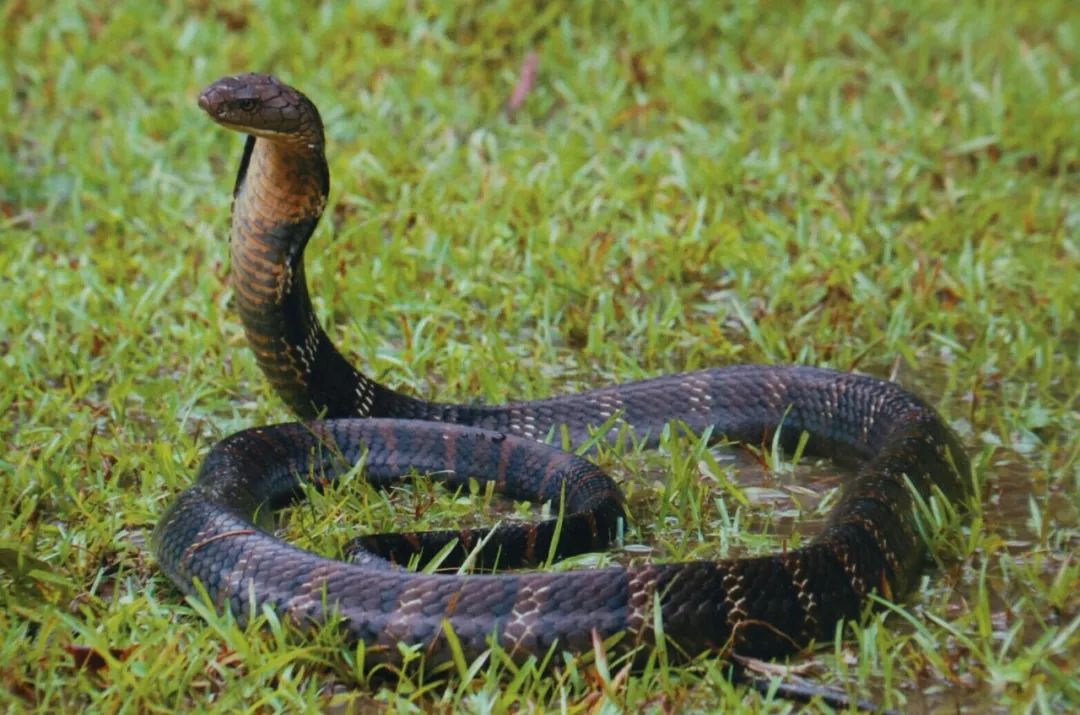 十大毒蛇之王图片
