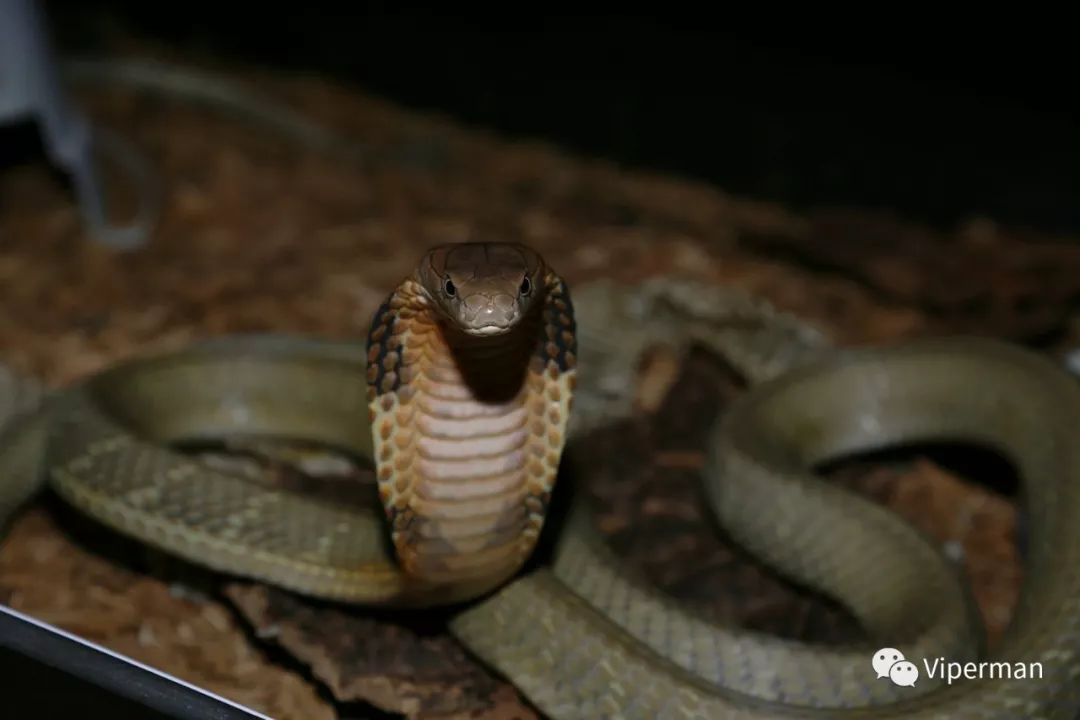蛇中之王眼镜王蛇的科普饲养笔记与人工繁育