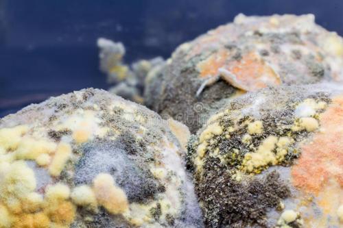 发霉腐烂的食物,还能吃吗?就算切掉发霉部分,也建议不要吃