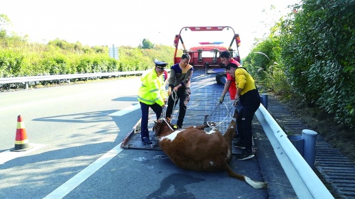牛主人介绍,此牛是一头来自内蒙古的强壮大黄牛,运牛车辆在停车区停车