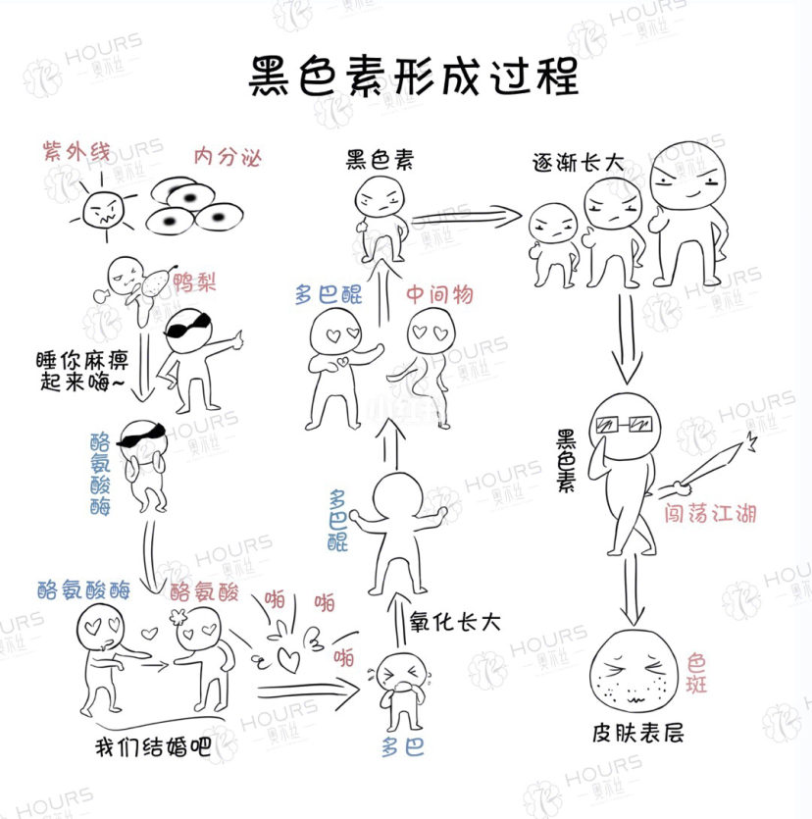 多巴长大后成了多巴醌,然后多巴醌又结婚成家生了个儿子叫黑色素,黑