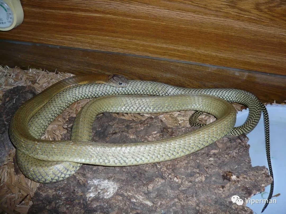 蛇中之王眼镜王蛇的科普饲养笔记与人工繁育