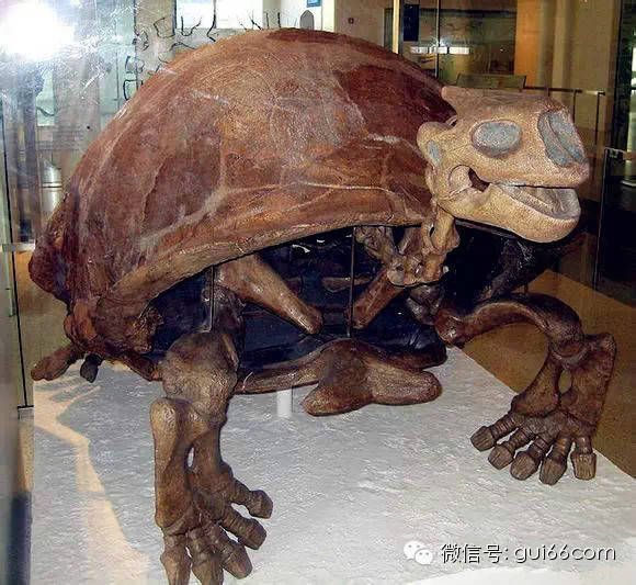 你知道吗?龟的祖先是皮包骨