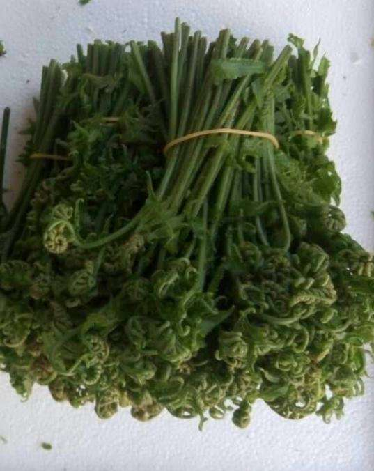 野菜之王一种叫做云龙菜的野菜,被大家公认为是"山野菜之王",它分布的