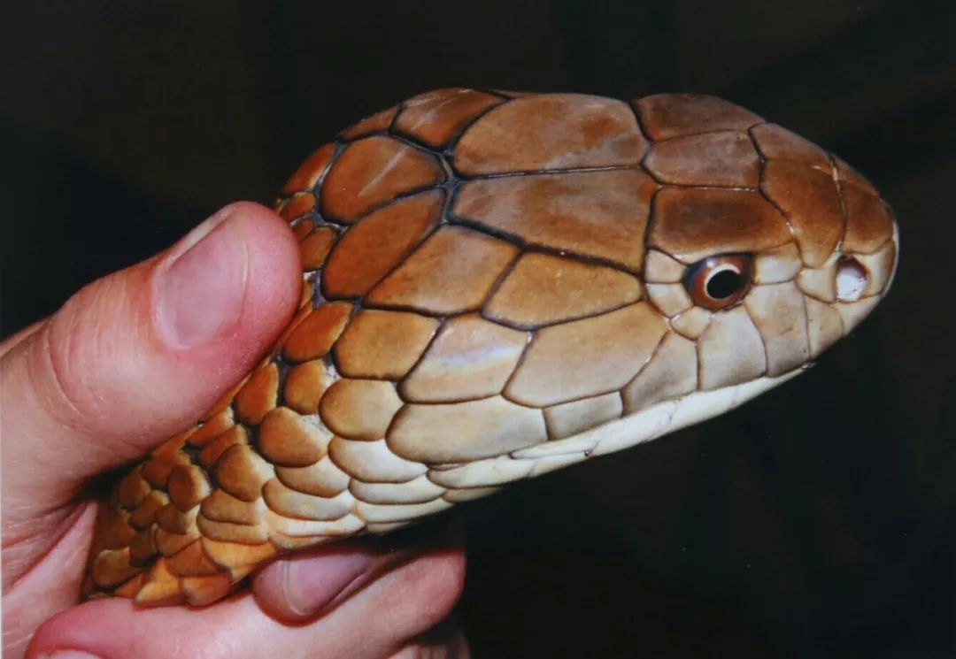 蛇中之王眼镜王蛇的科普饲养笔记与人工繁育