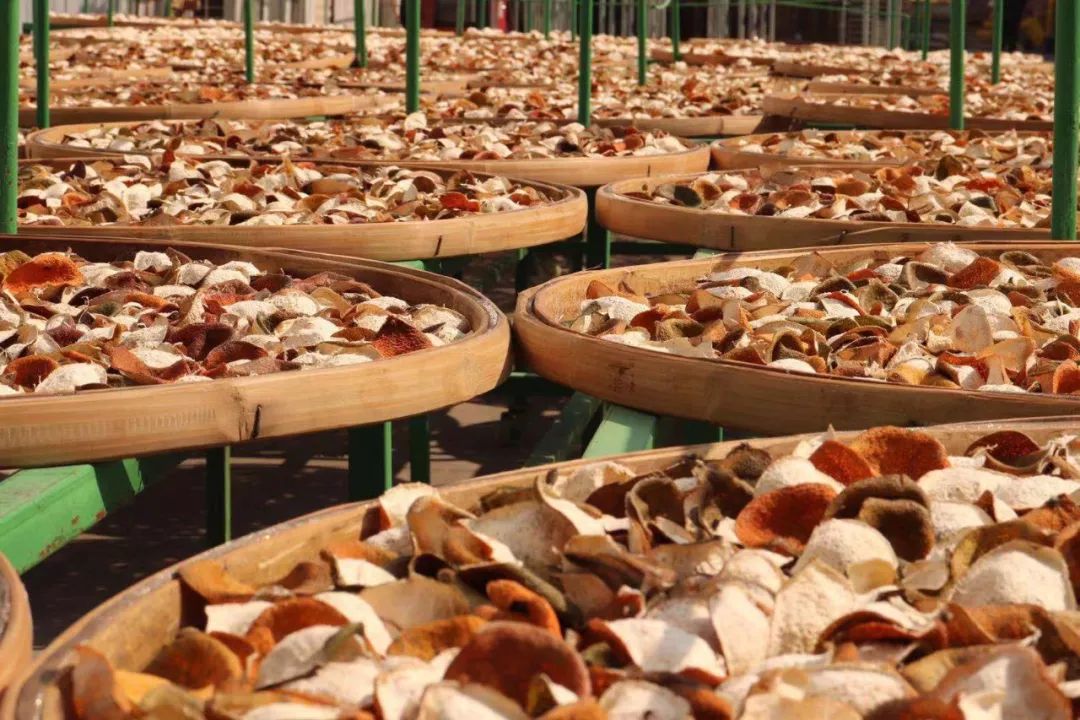 香传百年济世流芳陈李济陈皮文化月之工艺篇