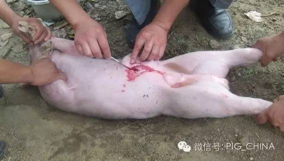 遗传因素,近交,天气湿度大等高发的猪脐疝手术修复教程(附:高清图片)