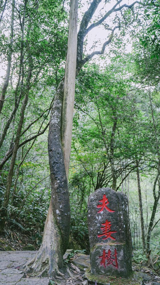 原創誰說溫州沒有峽谷和吊橋就在文成龍麒源