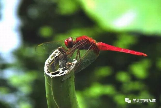 北京还有蚂螂胡同呢!