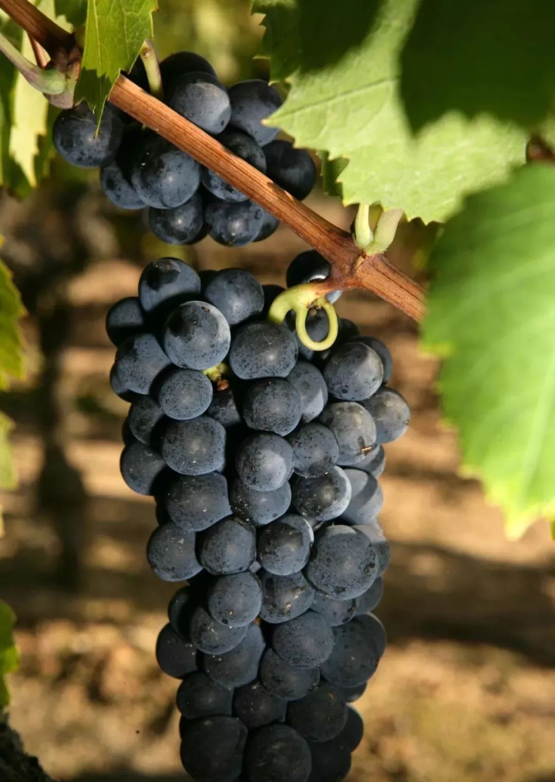 佳美葡萄的表皮是黑色的,但果汁是白色的.