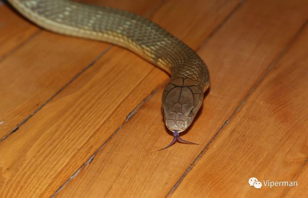 眼镜王蛇幼蛇图片图片