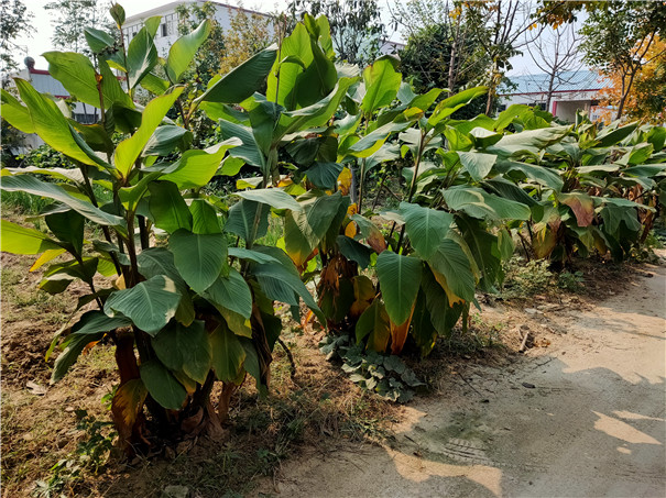蕉芋生长环境图片