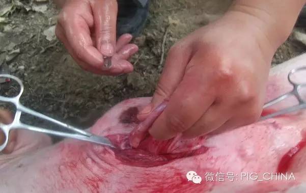 遗传因素,近交,天气湿度大等高发的猪脐疝手术修复教程(附:高清图片)