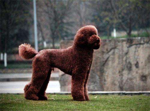 巨贵拉屎又干又硬,5个月巨贵拉硬屎