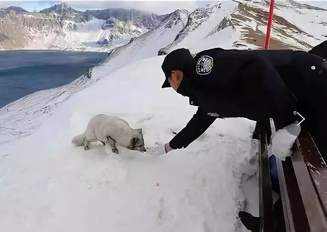 长白山现"雪山飞狐"!萌萌哒!太可爱了!_狐狸