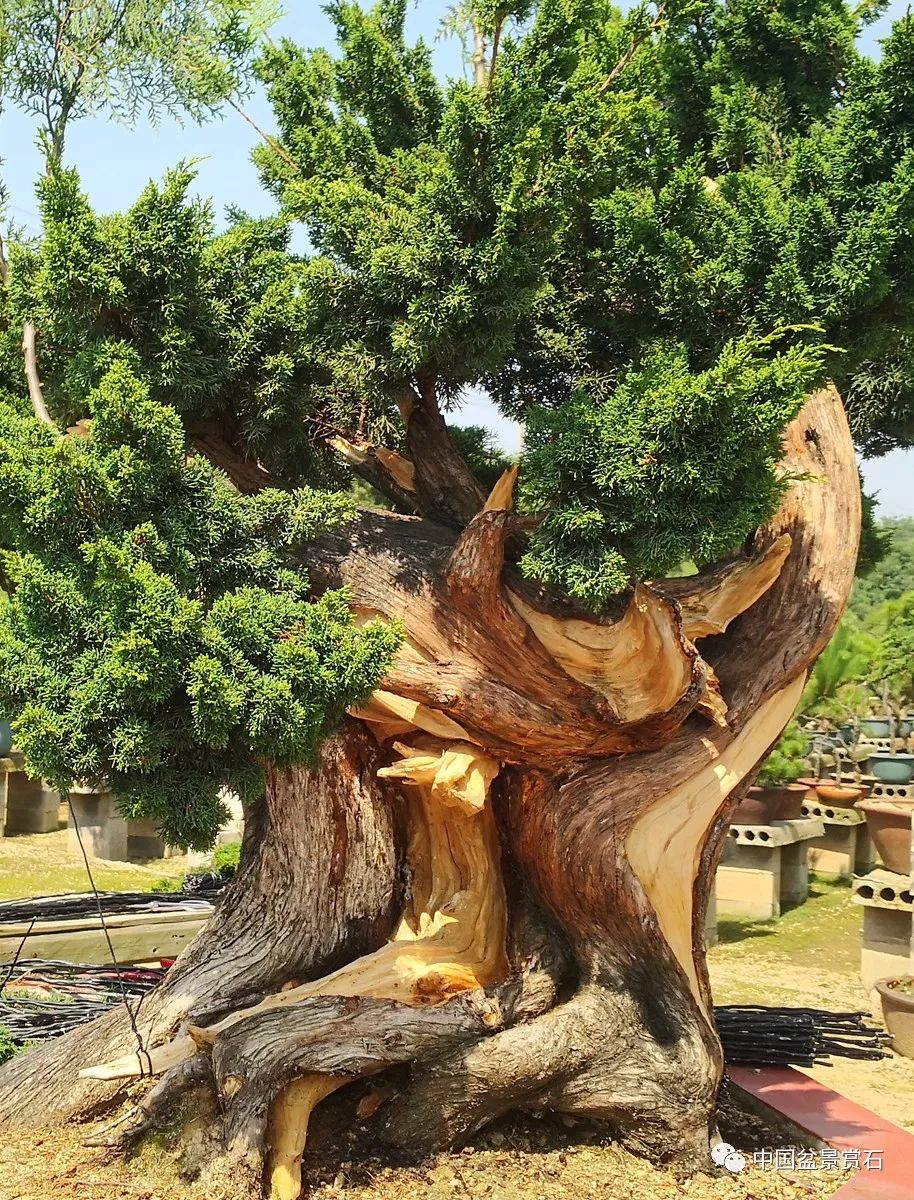 漢唐風雲詹國燈濟州真柏創作實錄