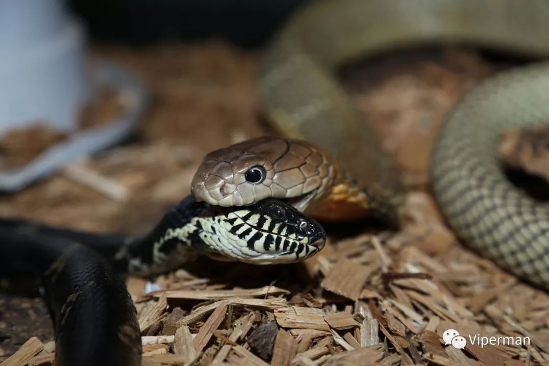 蛇中之王眼镜王蛇的科普饲养笔记与人工繁育