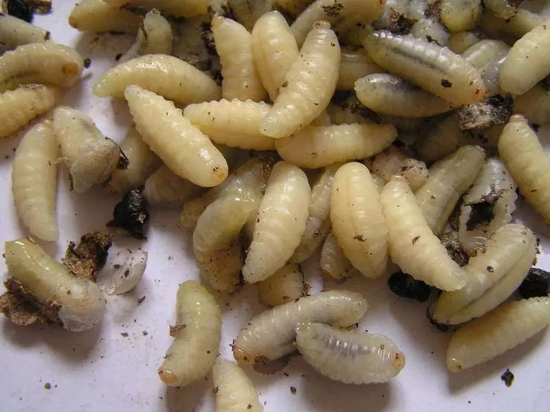 以野生蜂蛹为主要原料,但以土蜂蛹,马蜂蛹和胡蜂蛹为佳.