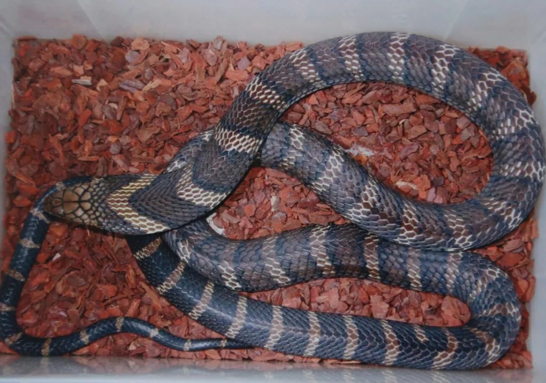 蛇中之王眼镜王蛇的科普饲养笔记与人工繁育