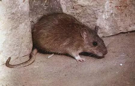 今日关注北京确诊2例鼠疫广东人需重视但无须担心