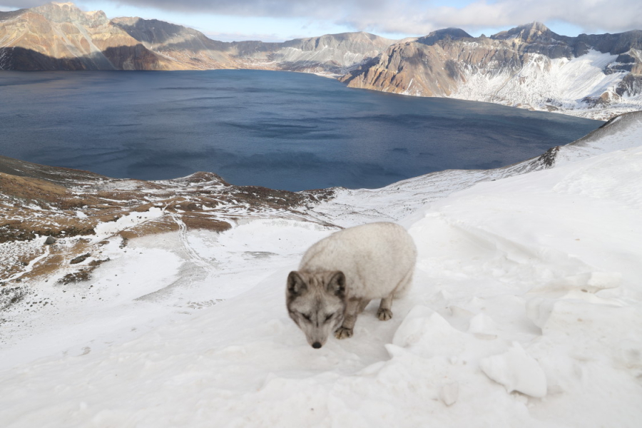 神圣的长白山之巅,幽深静谧的天池畔,一只毛色灰白的狐狸回眸注视着