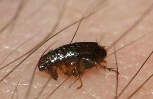 跳蚤跳蚤喜欢寄生在毛多的宠物身上,因此家里的宠物,在外出遛弯时