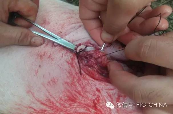 遗传因素,近交,天气湿度大等高发的猪脐疝手术修复教程(附:高清图片)