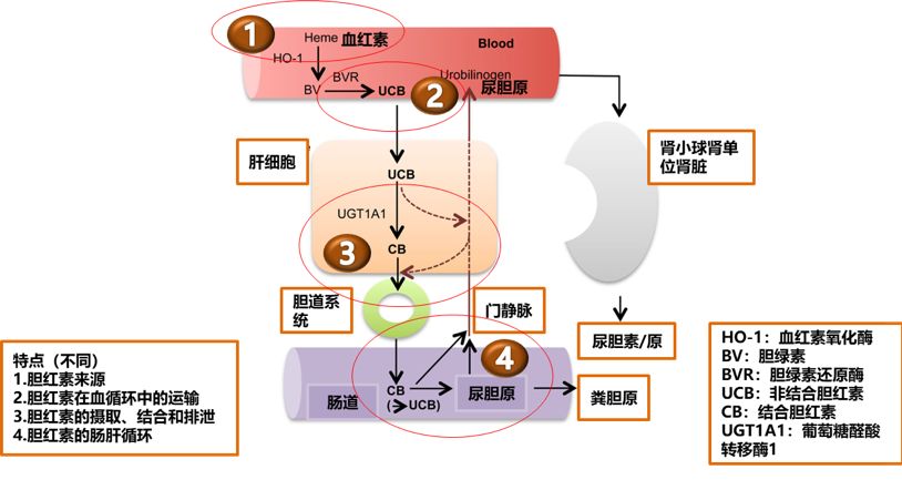 胆红素肝肠循环图片