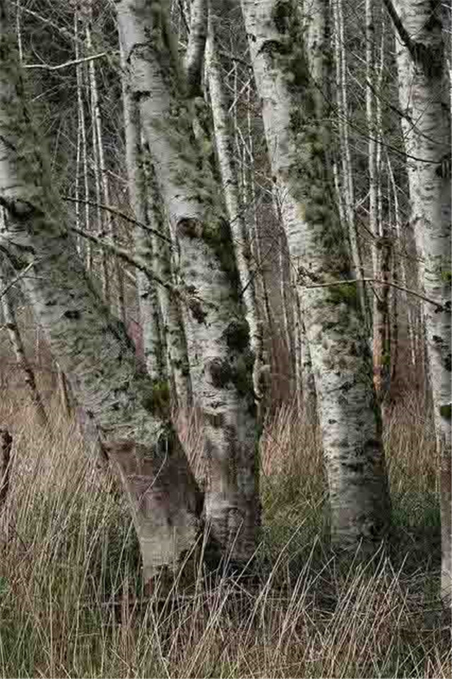 赤杨木家具不得不说的秘密